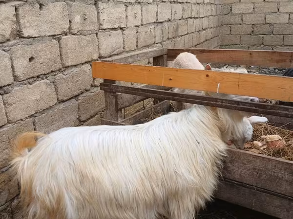 Goat, Goats — Azerbaijan