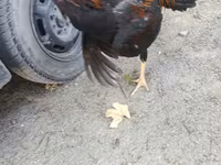 Chickens — عکس 4