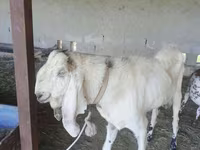 Caprone, Beetal goats — foto 4