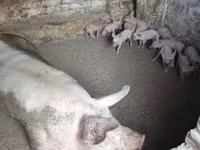 สุกร (เป็นล็อต, ไม่ระบุเพศ), หมู — รูปภาพ 1