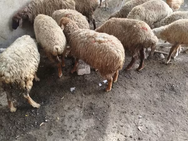قوچ, گوسفند