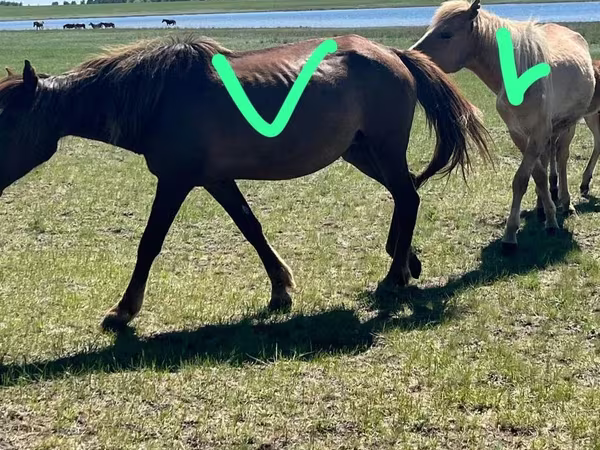 Faras dhaddig, Horse breed