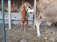 แกะตัวผู้, Rhon sheep — รูปภาพ 1
