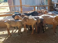 قوچ, گوسفند — عکس 2