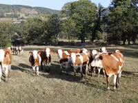 گاو ماده, مونبیلیارد — عکس 1