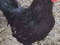 Chickens — عکس 3