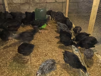 Australorp — foto 2
