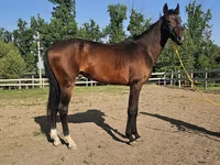 Cal, Akhal-Teke — foto 5