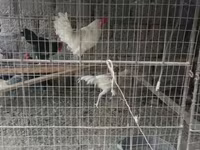 Chickens — foto 3