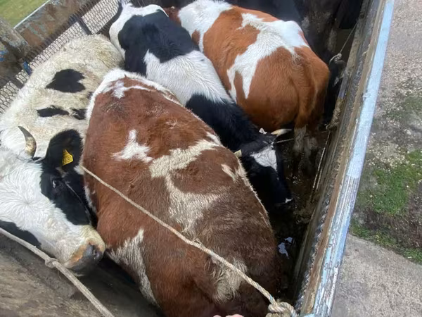 황소, Simmental cattle