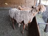 میش, Arashan sheep — عکس 6