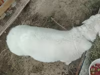 ভেড়ার পাঁঠা, ভেড়া — ছবি 4
