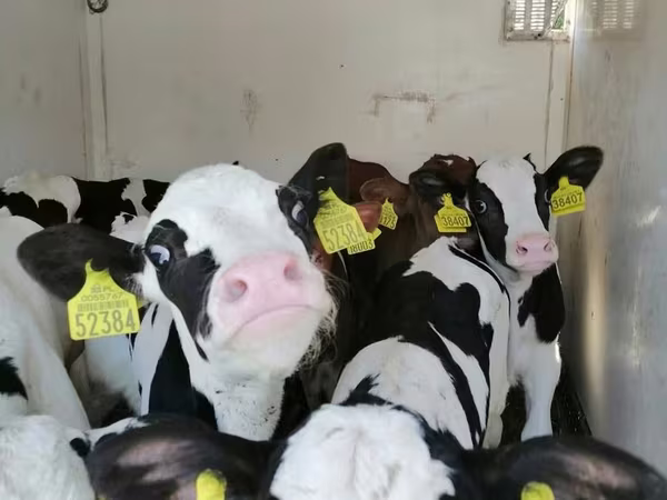 گاو نر, Russian Black pied cattle