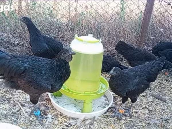 Ayam Cemani