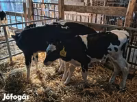 Býk, Russian Black pied cattle — foto 1