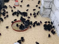 Chickens — عکس 2