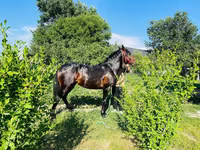 Ngựa đực, Swedish warmblood horse — ảnh 4
