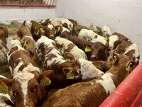 Skot (série, pohlaví neuvedeno), Simmental cattle — foto 3