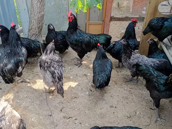 آسٹریلین پٹ گیم فاول