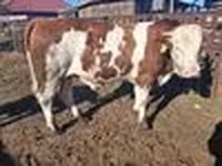 วัวตัวผู้, Simmental cattle — รูปภาพ 8