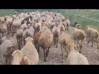 میش, گوسفند — عکس 5