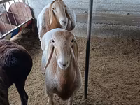 قوچ, Arashan sheep — عکس 2