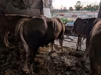 گاو نر, گاو — عکس 5