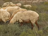 میش, گوسفند — عکس 8