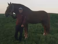 Faras, Horses — sawirka 1