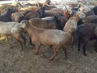 የጎትት አውራ በግ, Edilbay sheep — ፎቶ 2