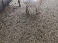 Domba jantan, Sheep — foto 2