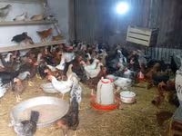 Chickens — عکس 3