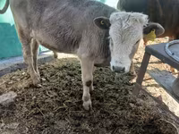 วัวตัวผู้, Simmental cattle — รูปภาพ 3