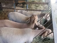 Schaf, Arashan sheep — Foto 4
