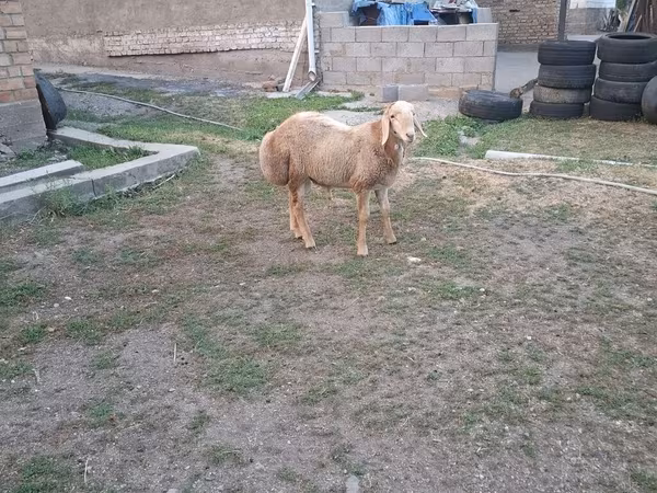 Ram, Hissar sheep — Kyrgyzstan
