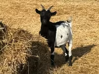 Chèvre, Dutch Landrace goats — photo 6