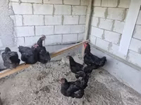 Chickens — عکس 2