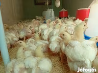 Chickens — foto 1