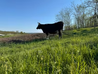 Toro, Raza Holstein — foto 2