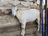 بز ماده, بز — عکس 6