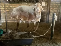 Berbec, Rhon sheep — foto 2
