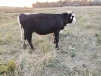 گاو ماده, Simmental cattle — عکس 3