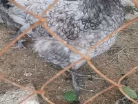 Chickens — عکس 3