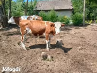 Cow, Simmental cattle — photo 2