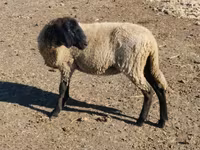 Får, Tsigai sheep — foto 5