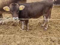 Mucca, Razza bruna carpaziana — foto 1