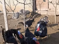 ብሮንዝ — ፎቶ 4