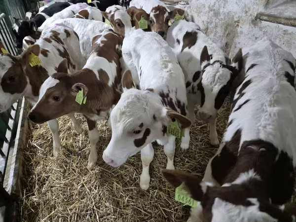 Býk, Simmental cattle