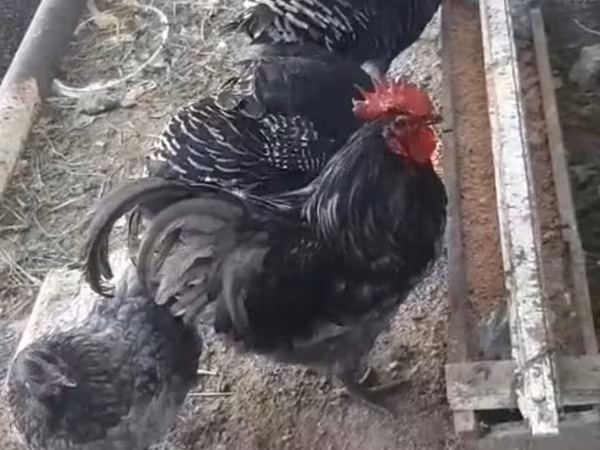 Chickens