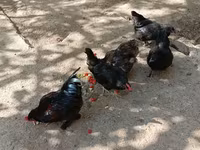 Chickens — รูปภาพ 4